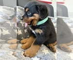 Small #12 Rottweiler