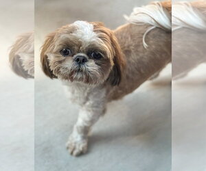 Shih Tzu Dogs for adoption in Sequim, WA, USA