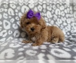 Small #3 Cockapoo (Miniature)