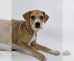 Small #3 German Shepherd Dog Mix
