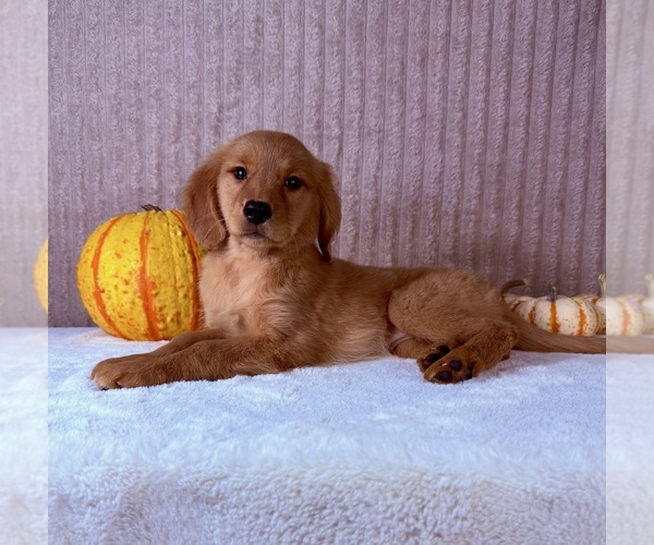 Medium Photo #4 Golden Retriever Puppy For Sale in INDIANAPOLIS, IN, USA
