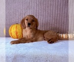 Dalila - Female Golden Retriever Puppy for Sale - Photo #4