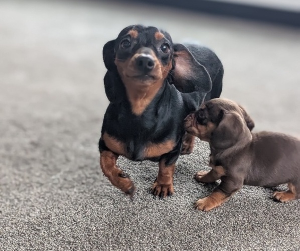 Medium Photo #37 Dachshund Puppy For Sale in GOSHEN, IN, USA
