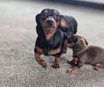 Small #7 Dachshund