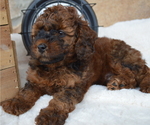 Small Photo #3 Shih-Poo Puppy For Sale in HONEY BROOK, PA, USA
