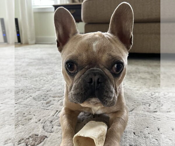 Medium Photo #1 French Bulldog Puppy For Sale in Spring Lake, NC, USA