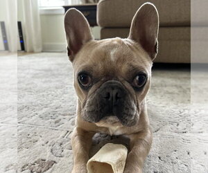 French Bulldog Dogs for adoption in Spring Lake, NC, USA