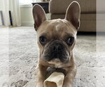 Suess - Male French Bulldog Dog for Adoption - Small photo