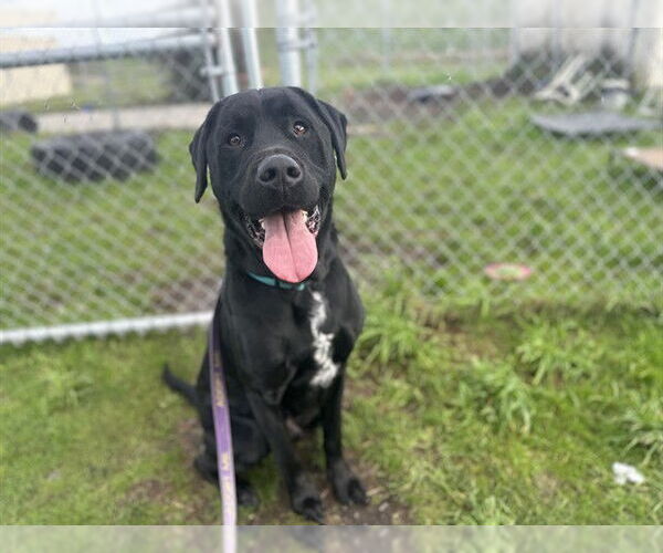 Medium Photo #1 Labrador Retriever-Unknown Mix Puppy For Sale in McKinleyville, CA, USA