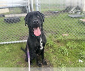 Labrador Retriever-Unknown Mix Dogs for adoption in McKinleyville, CA, USA
