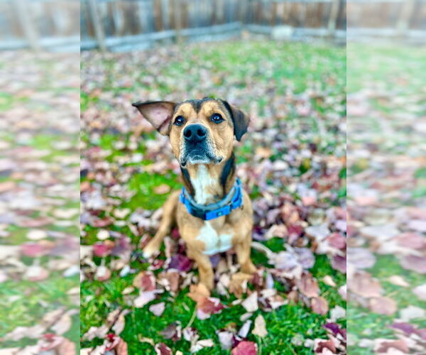 Medium Photo #11 Mutt Puppy For Sale in Gloversville, NY, USA