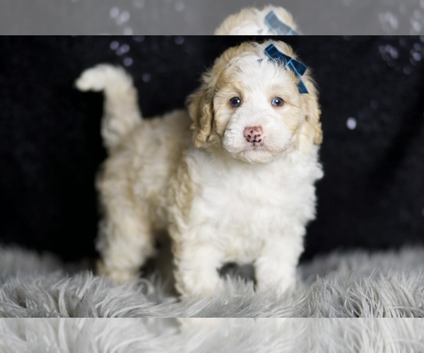 Medium Photo #123 Maltipoo Puppy For Sale in WARSAW, IN, USA