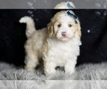 Small Photo #123 Maltipoo Puppy For Sale in WARSAW, IN, USA