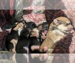 Image preview for Ad Listing. Nickname: Litter of 4