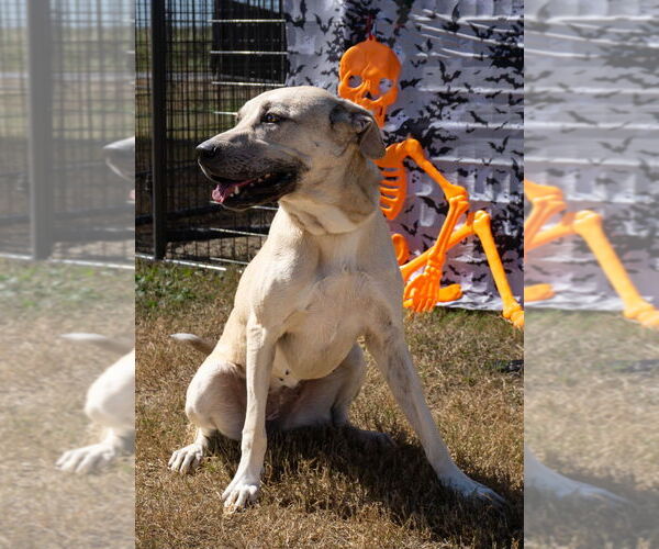 Medium Photo #6 Anatolian Shepherd-Unknown Mix Puppy For Sale in Abbeville, LA, USA