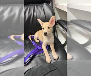 Carolina Dog-Unknown Mix Dogs for adoption in Corpus Christi, TX, USA