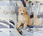 Small Photo #4 Goldendoodle (Miniature) Puppy For Sale in MILWAUKEE, WI, USA