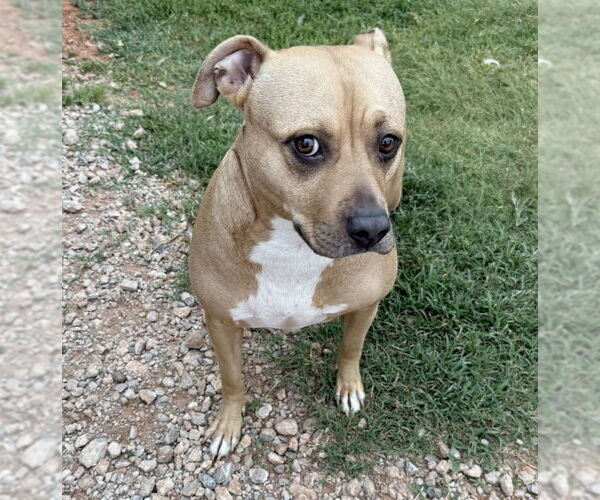 Medium Photo #2 American Pit Bull Terrier-Unknown Mix Puppy For Sale in OKLAHOMA CITY, OK, USA