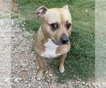 Small #1 American Pit Bull Terrier Mix