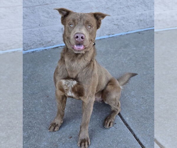 Medium Photo #10 Labrador Retriever-Unknown Mix Puppy For Sale in Lakewood, CO, USA