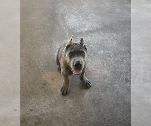 Cane Corso Puppy for sale in TYLER, TX, USA