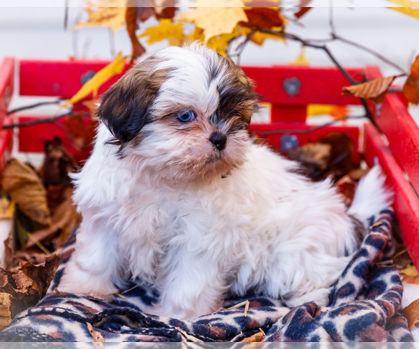Medium Photo #7 Shih Tzu Puppy For Sale in WAKARUSA, IN, USA