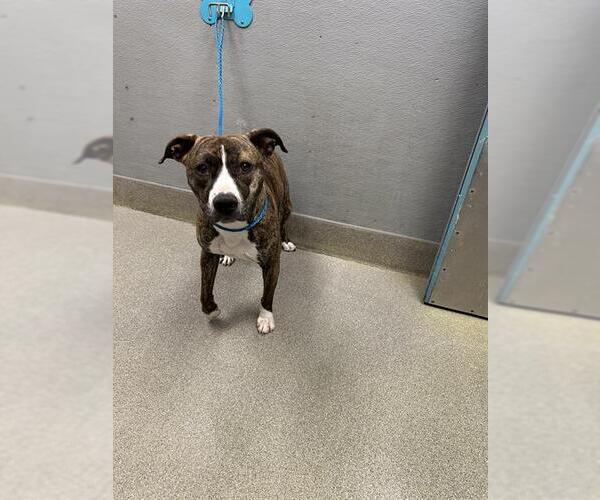 Medium Photo #1 Mutt Puppy For Sale in Las Vegas, NV, USA