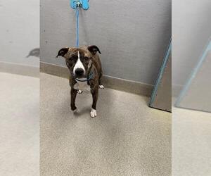 Mutt Dogs for adoption in Las Vegas, NV, USA