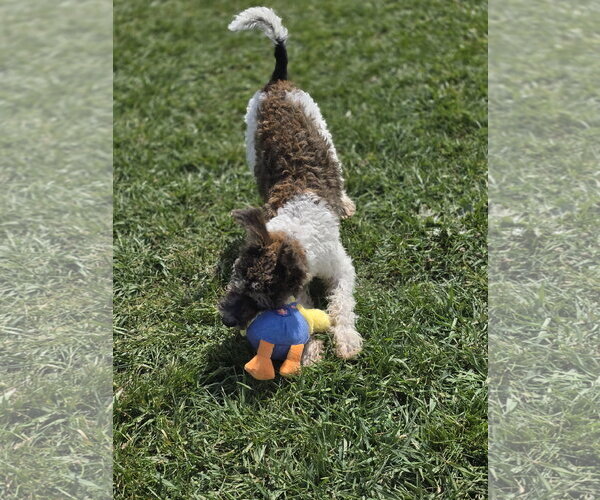 Medium Photo #12 Poodle (Miniature)-Unknown Mix Puppy For Sale in Sandy, UT, USA