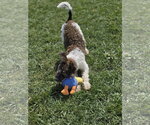 Small #11 Poodle (Miniature) Mix