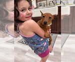 Small Photo #1 Miniature Pinscher Puppy For Sale in Brewster, NY, USA