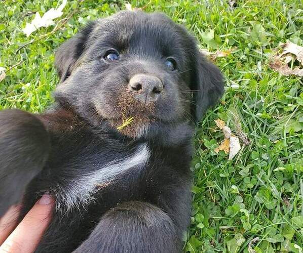Medium Photo #1 Goberian Puppy For Sale in BEAVER DAM, WI, USA