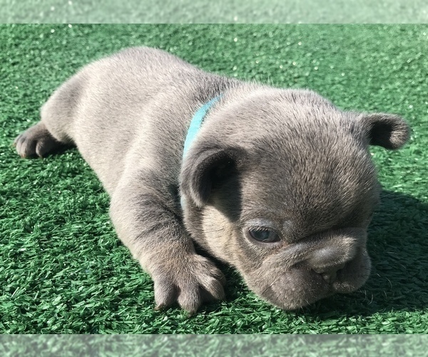 Medium Photo #33 French Bulldog Puppy For Sale in PLACERVILLE, CA, USA