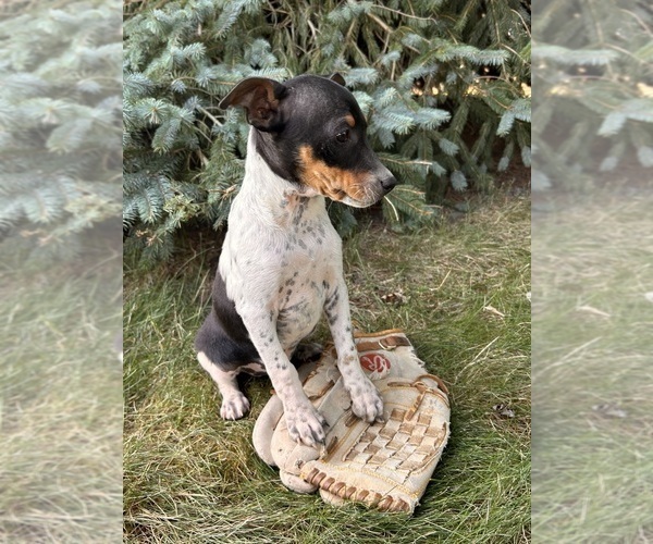 Medium Photo #2 Rat Terrier Puppy For Sale in MIDDLEBURY, IN, USA