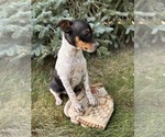 Small #1 Rat Terrier