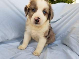 Australian Shepherd Puppy for sale in BALTIC, OH, USA