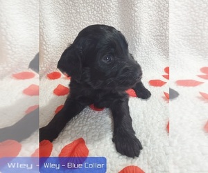 Goldendoodle Puppy for sale in AIKEN, SC, USA