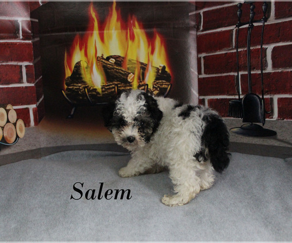 Medium Photo #13 Poodle (Toy) Puppy For Sale in CHANUTE, KS, USA