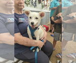 Small #2 American Eskimo Dog Mix