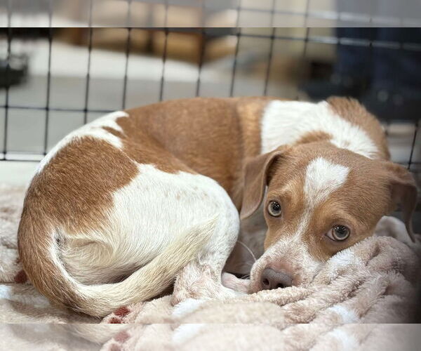 Medium Photo #3 Chihuahua-Unknown Mix Puppy For Sale in Visalia, CA, USA