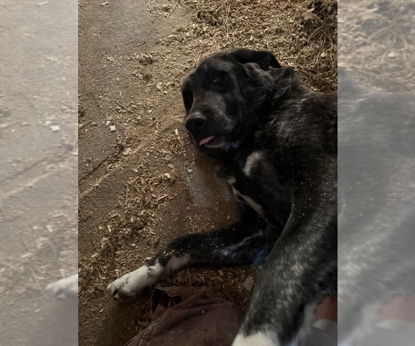 Medium Photo #1 Anatolian Shepherd Puppy For Sale in DELHI, NY, USA