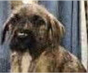 Mutt Dogs for adoption in Royal Palm Beach, FL, USA