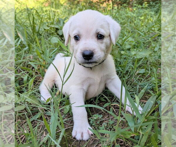 Medium Photo #1 Golden Retriever-Unknown Mix Puppy For Sale in Vail, AZ, USA
