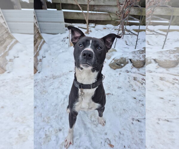 Medium Photo #2 American Pit Bull Terrier-Chow Chow Mix Puppy For Sale in Techny, IL, USA