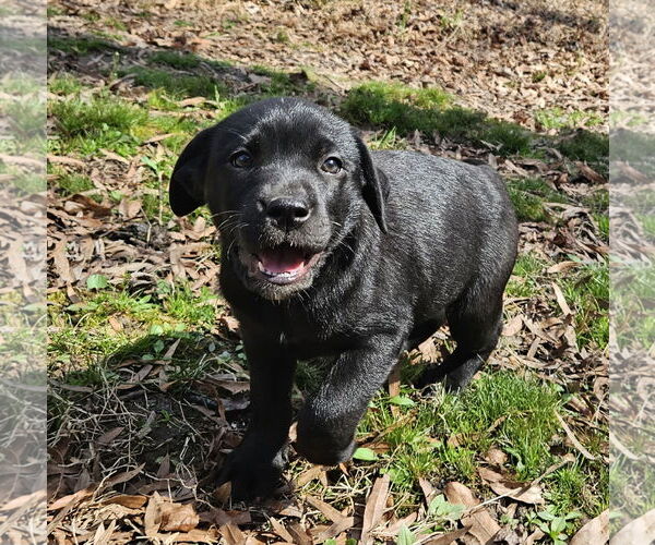 Medium Photo #1 Mutt Puppy For Sale in Thomasville, NC, USA