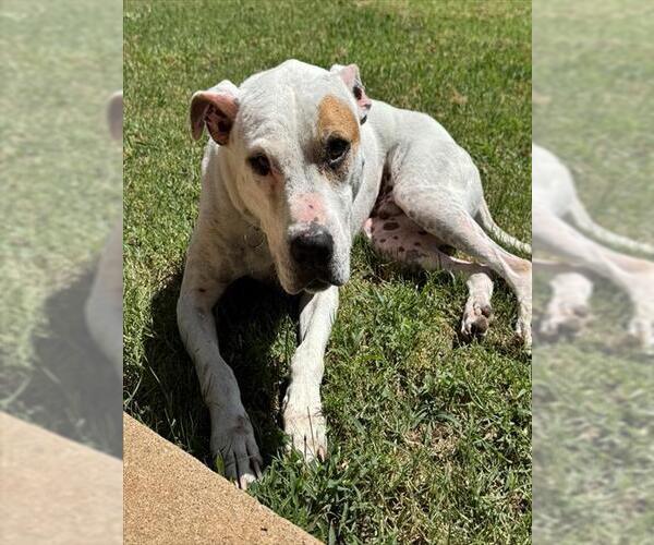 Medium Photo #2 American Pit Bull Terrier-Unknown Mix Puppy For Sale in Oklahoma City, OK, USA
