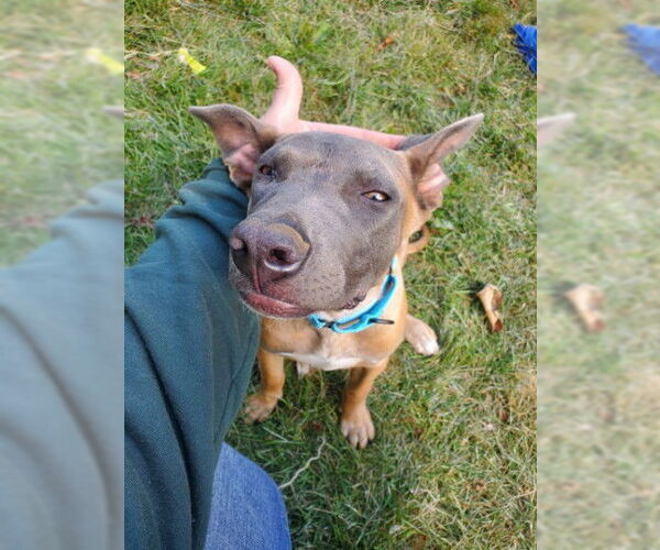 Medium Photo #15 Mutt Puppy For Sale in Sebec, ME, USA