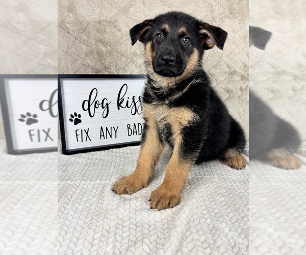 Medium Photo #7 German Shepherd Dog Puppy For Sale in INDIANAPOLIS, IN, USA