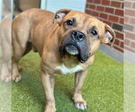 Small American Pit Bull Terrier