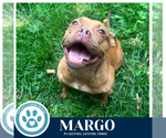 Small #10 Bulldog Mix